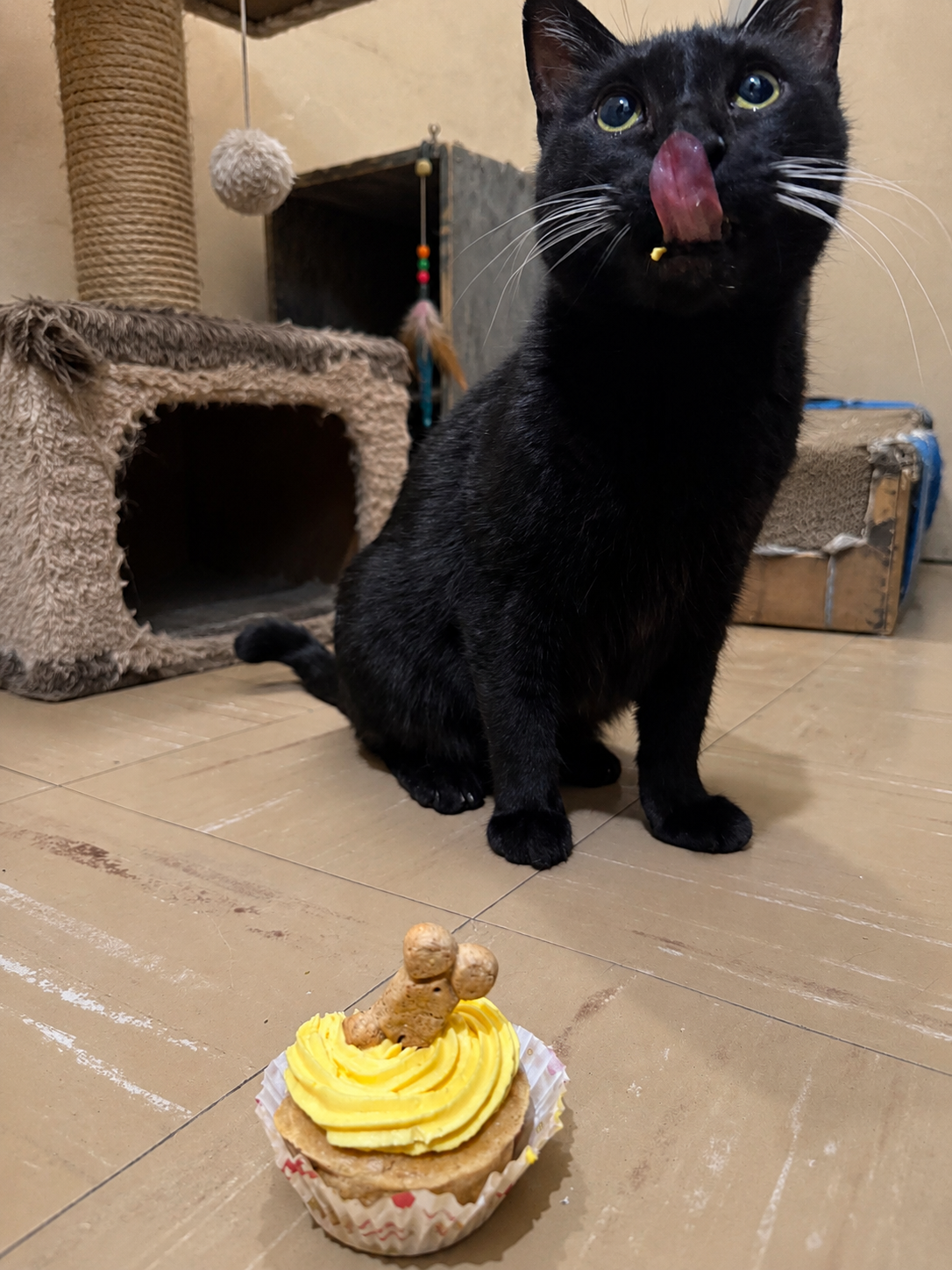 Gatito disfrutando un cupcake artesanal de Dolce Nina
